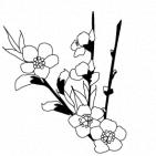 桃 ひな祭り 桃の節句 植物 春 3月